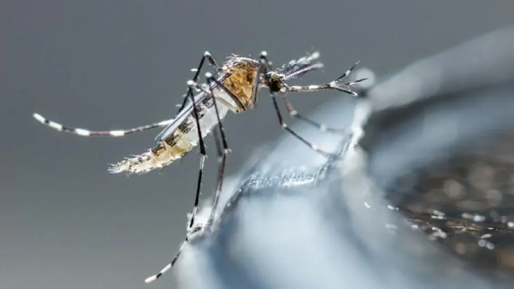 Dengue: los puntos claves para evitar la propagación
